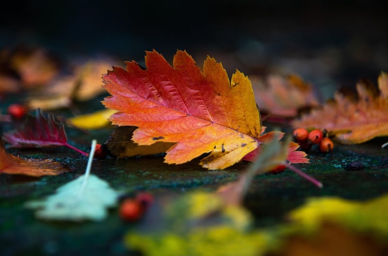 Fall Decor